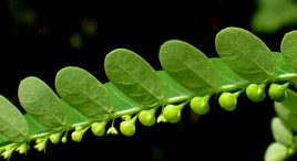 Phyllanthus Niruri: Unbelievable relief against kidney stones