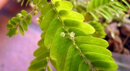 Phyllanthus Niruri the Miracle Plant