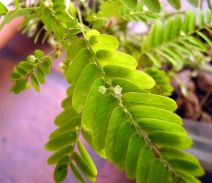 Phyllanthus niruri in bloom