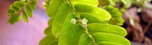 Phyllanthus niruri in bloom