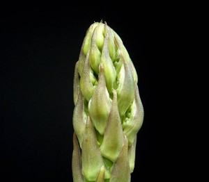 Asparagus Officinalis