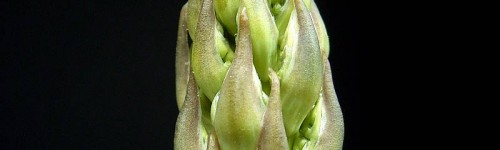 Asparagus Officinalis