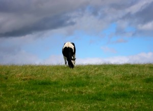 Cow in a field, eating grass
