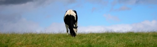 Cow in a field, eating grass